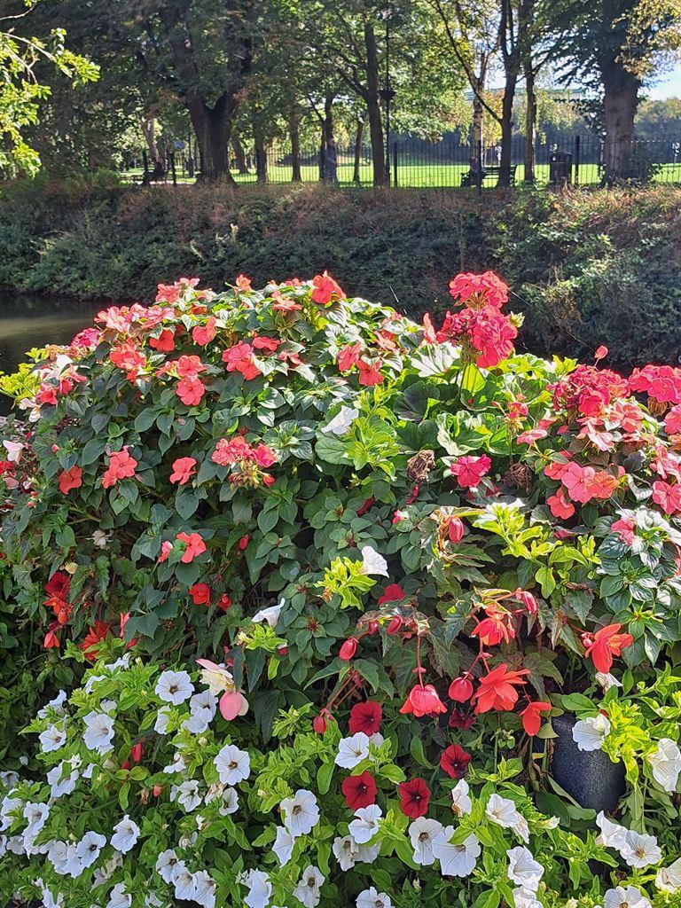 flowers2