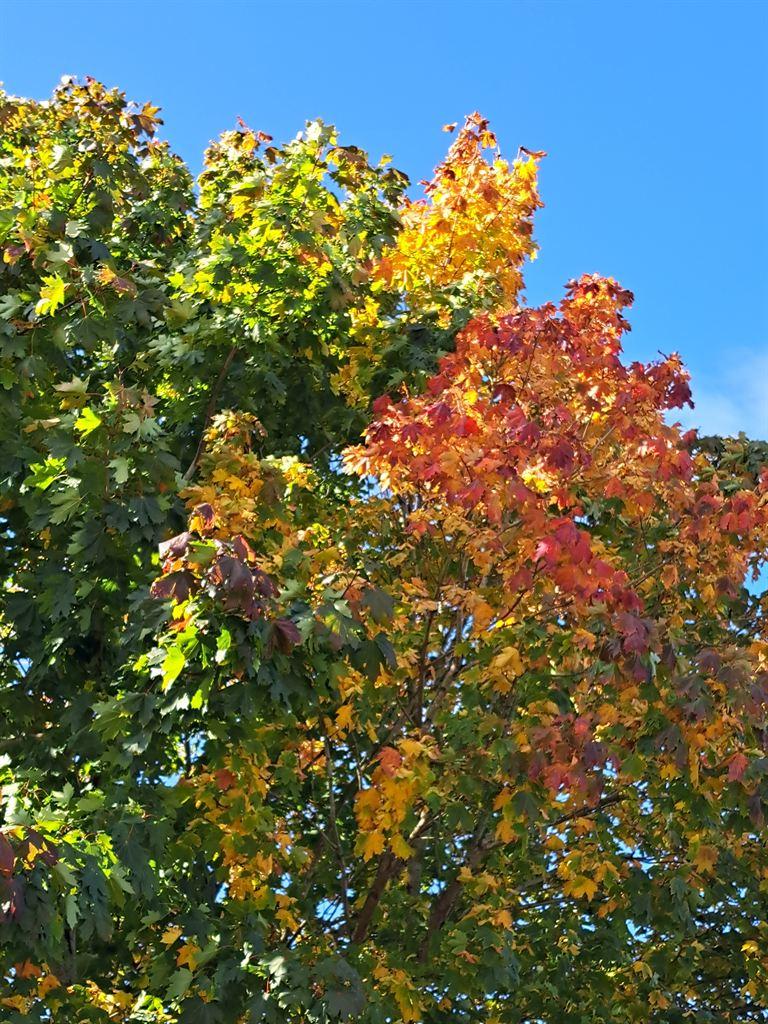 foliage