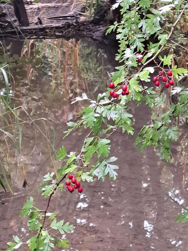 berries