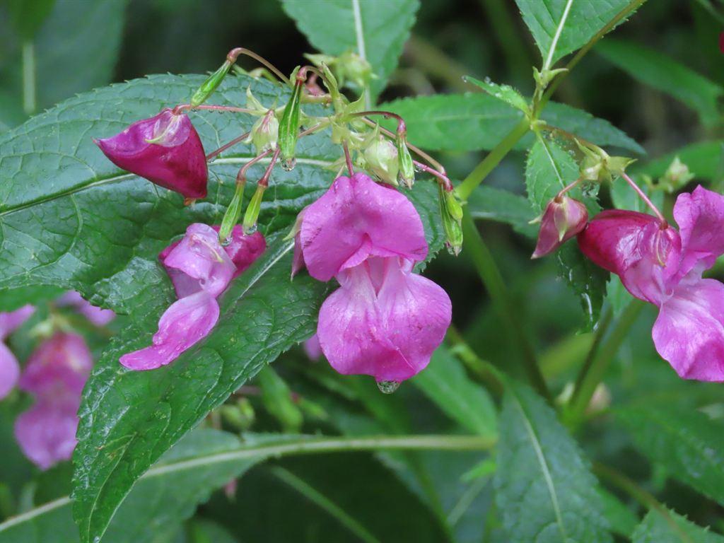balsam