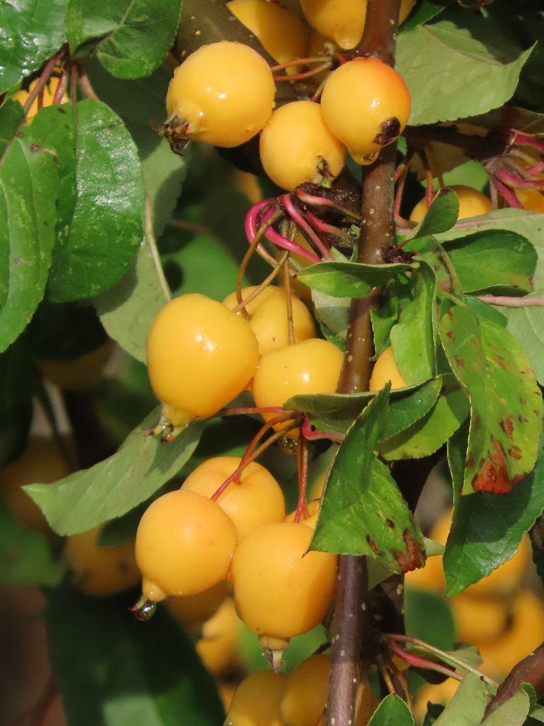 yellowberries
