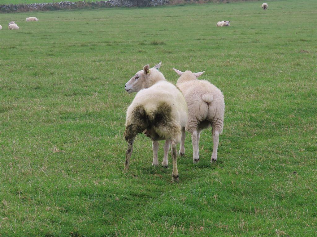 sheep