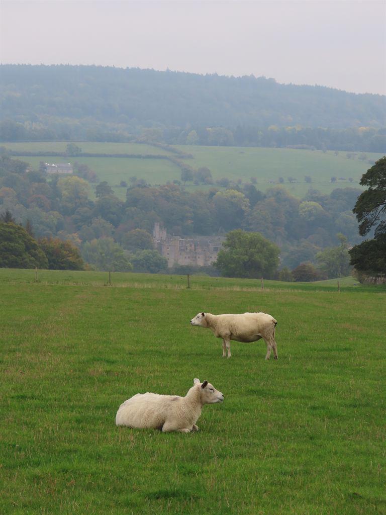 sheep&hall