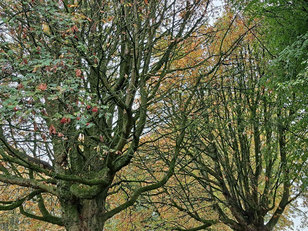 crosstrees2