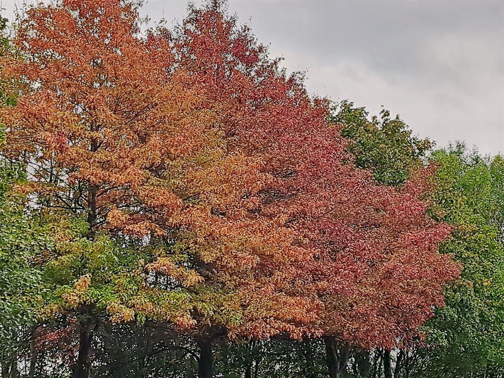 colouredtrees