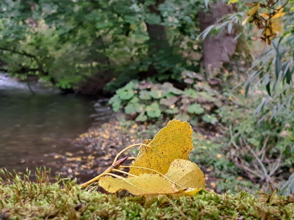 leaf