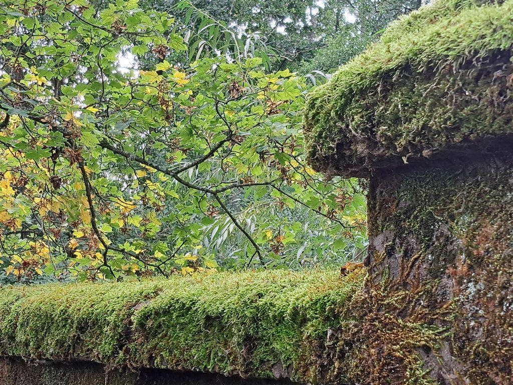 moss