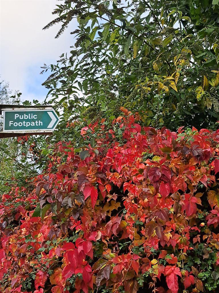 redleaves