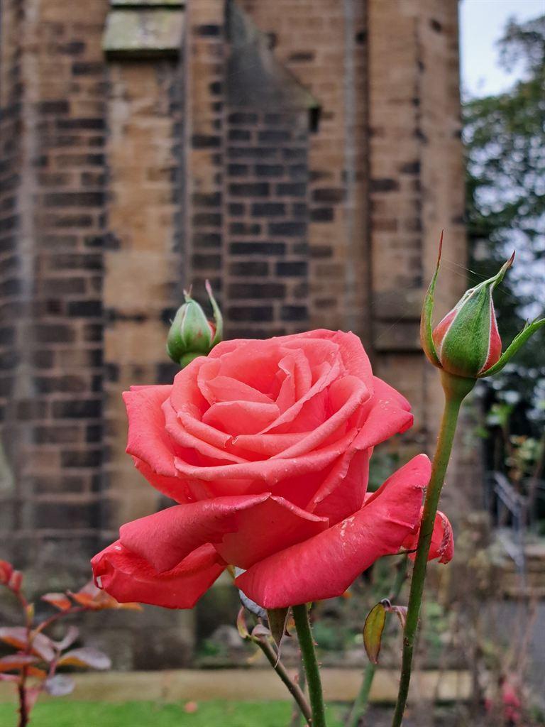 rose