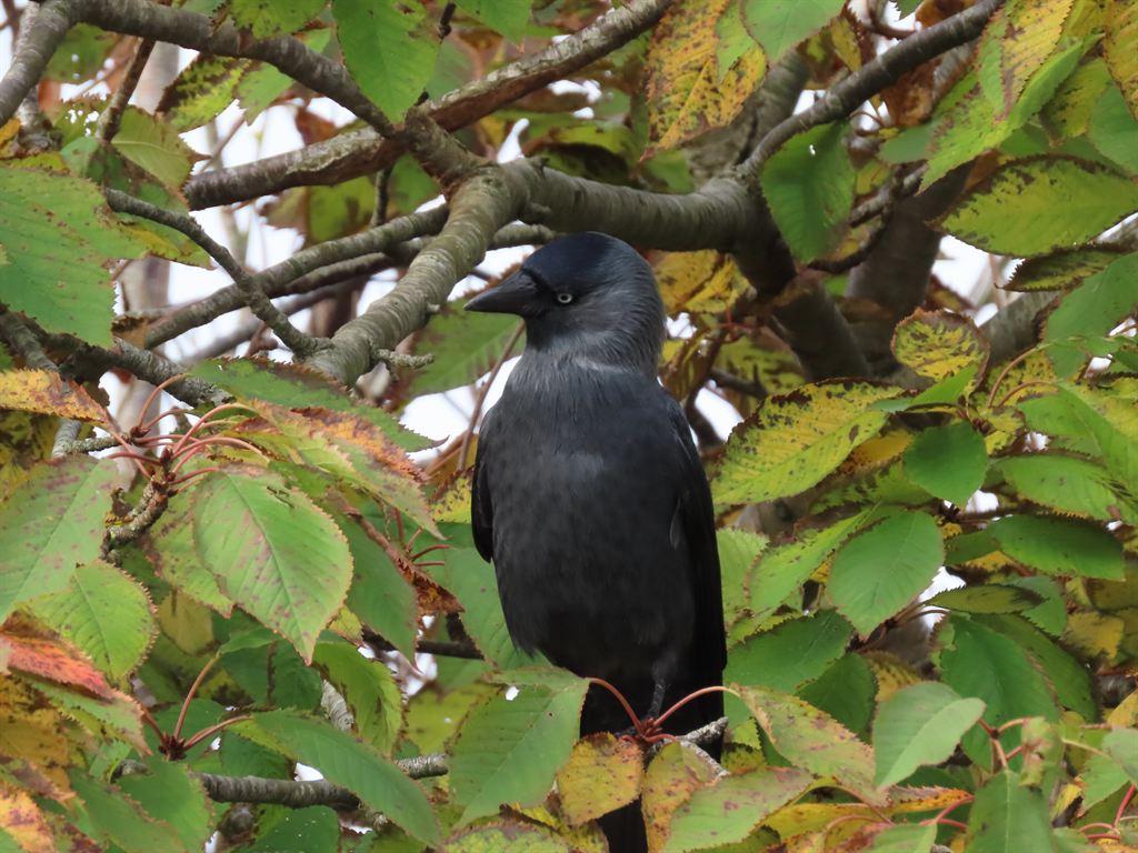 blackbird