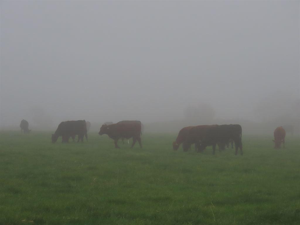 cows