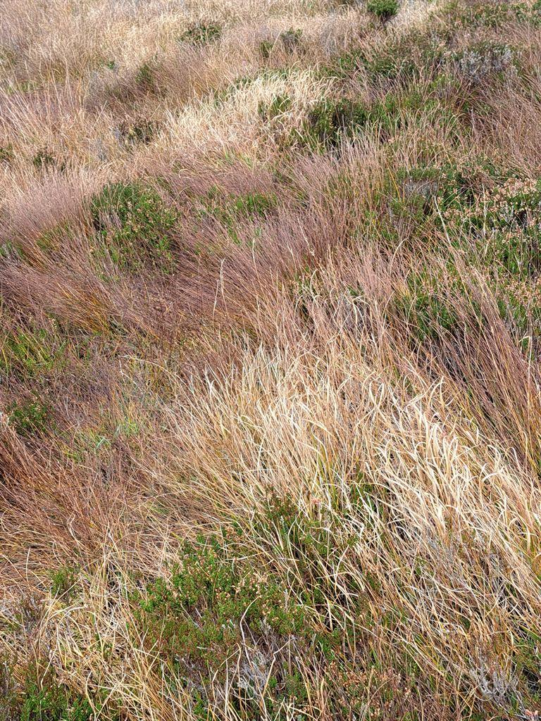 grass