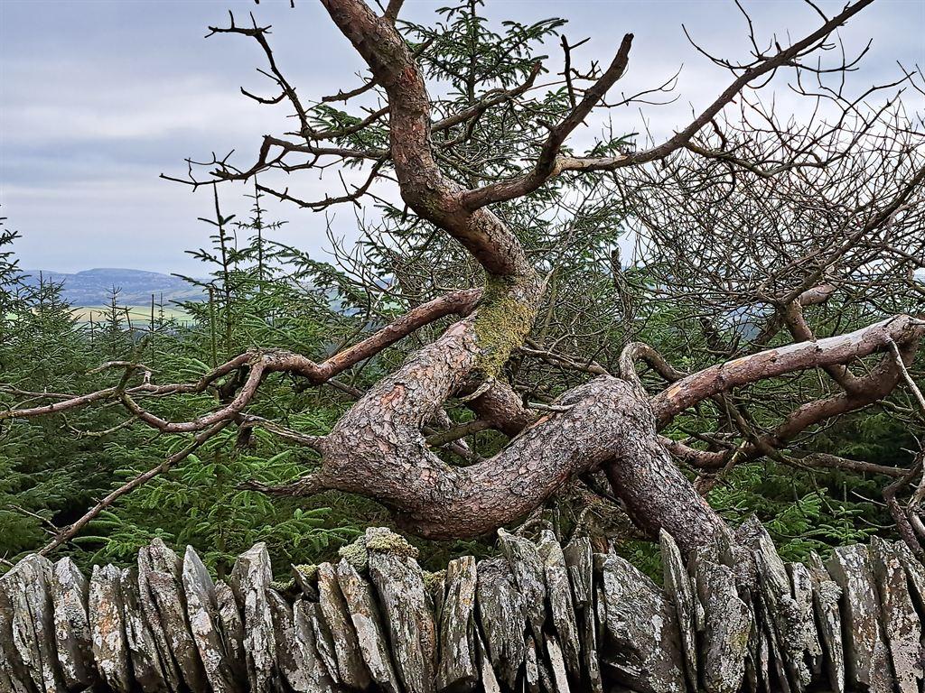 twisty