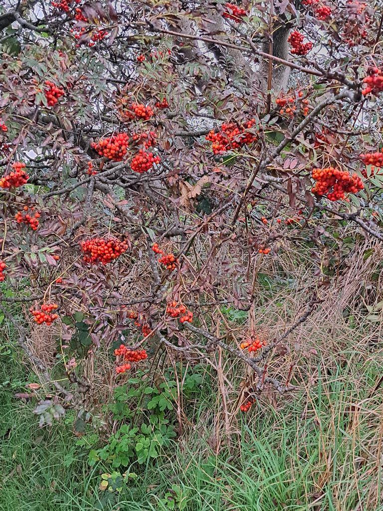 berries
