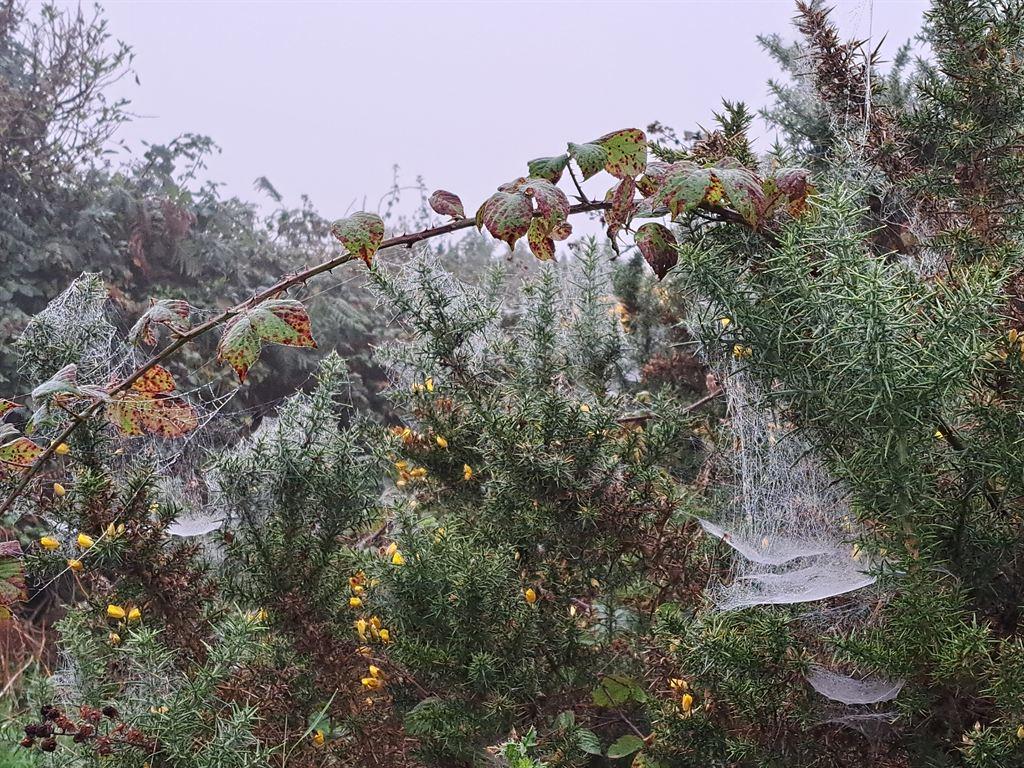 gossamer2