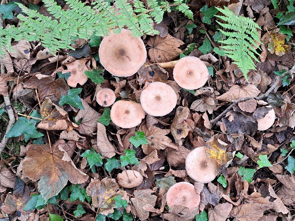 fungi2
