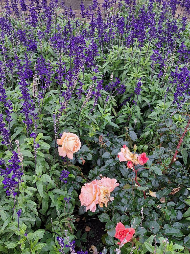 rose&purple