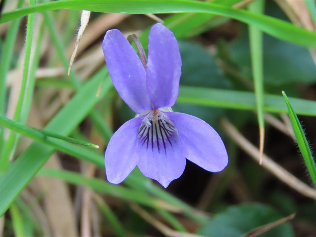 violet