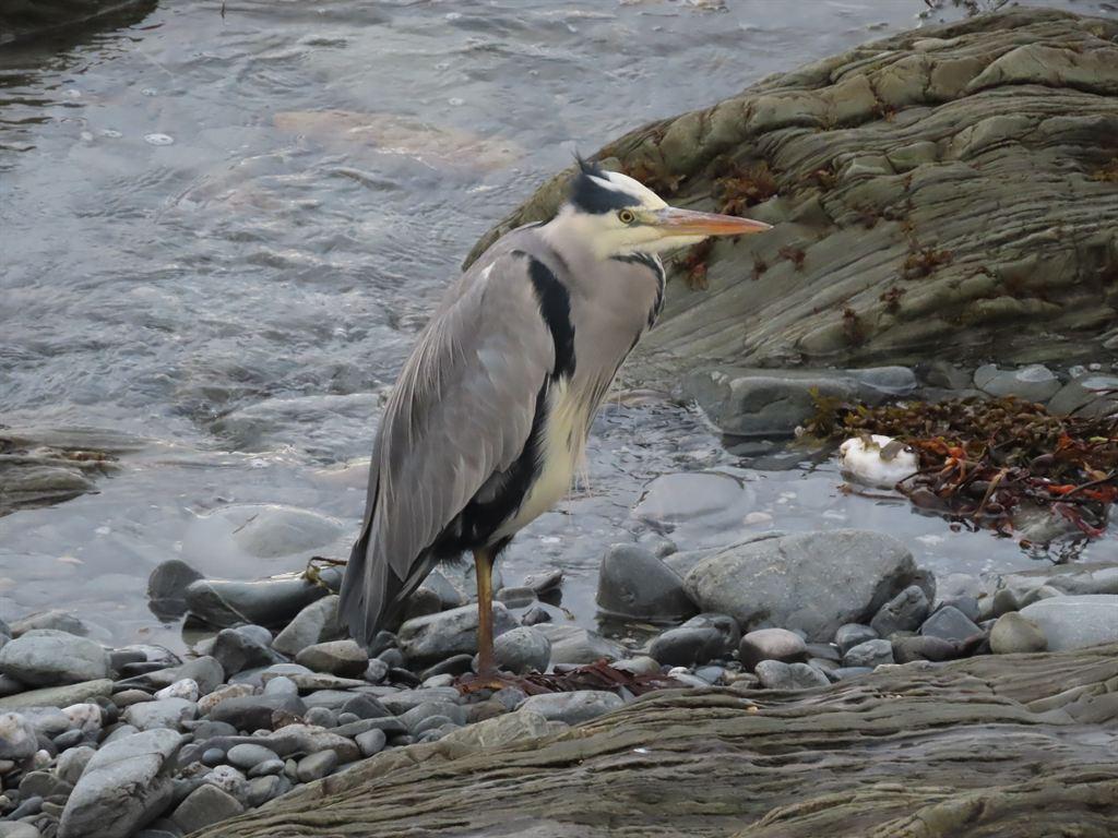 heron2