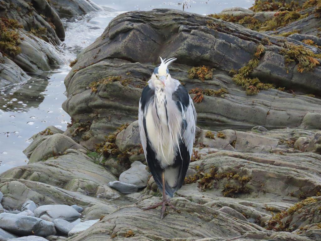 heron2