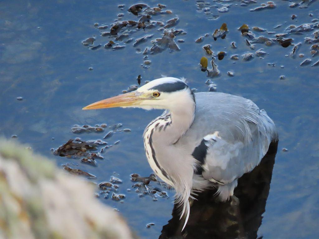heron