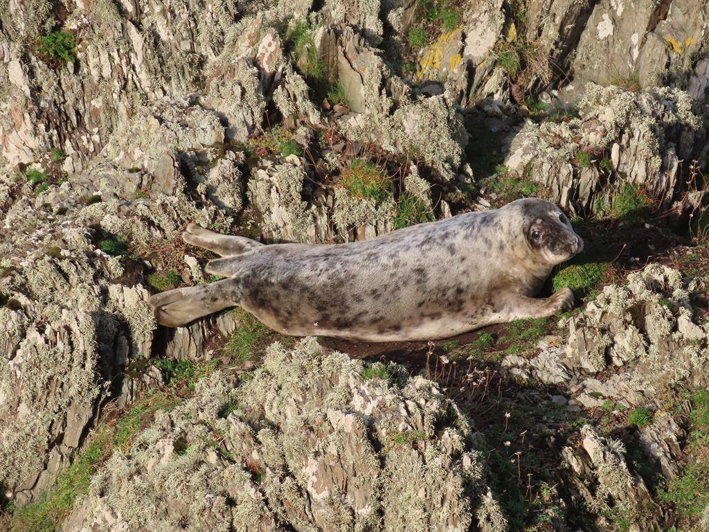 seal1