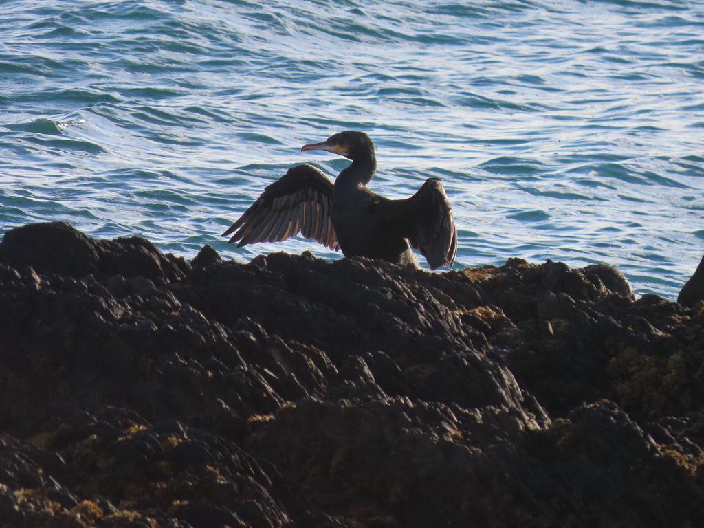 cormorant