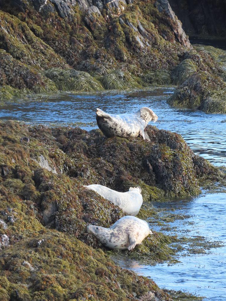 seals2