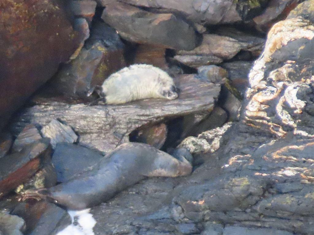 seals