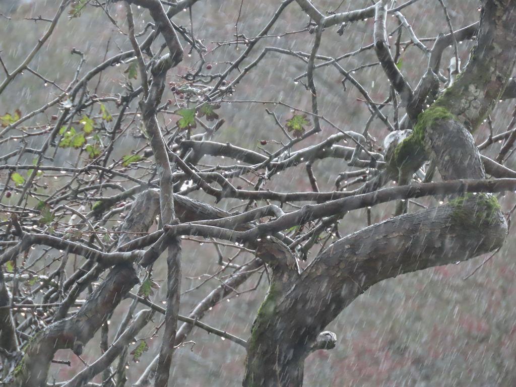 rain&tree