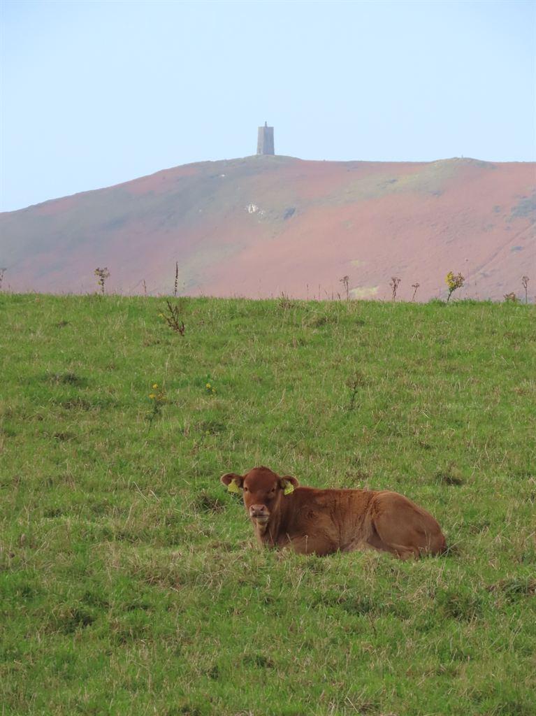hill&cow
