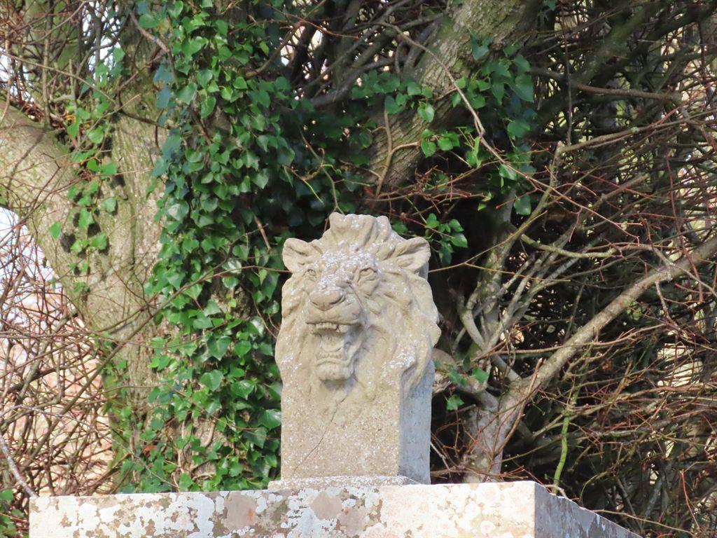 lion