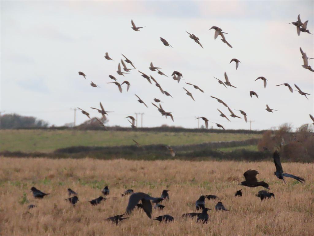 crows