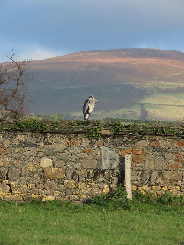 heron