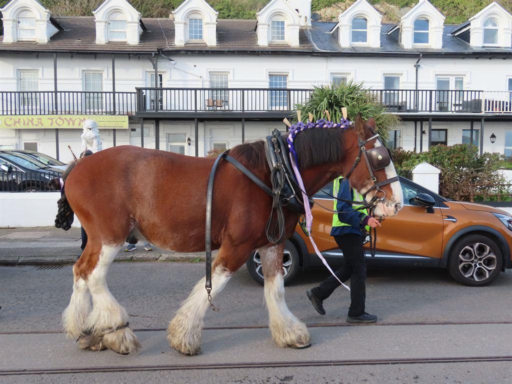 horse