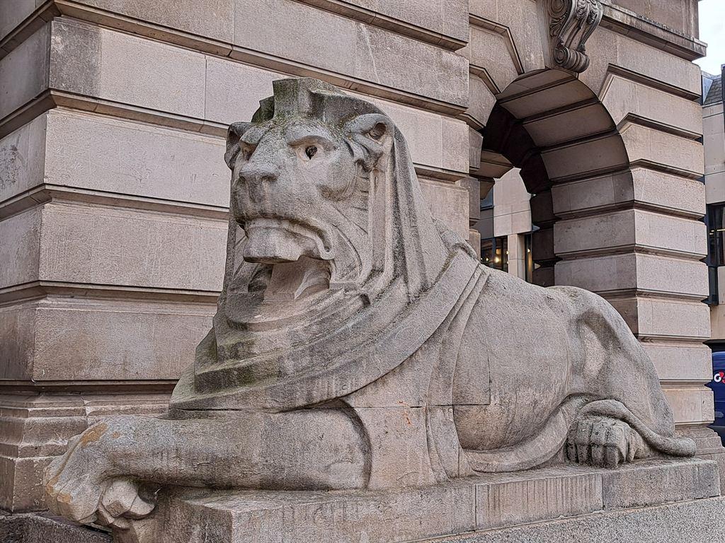 lion