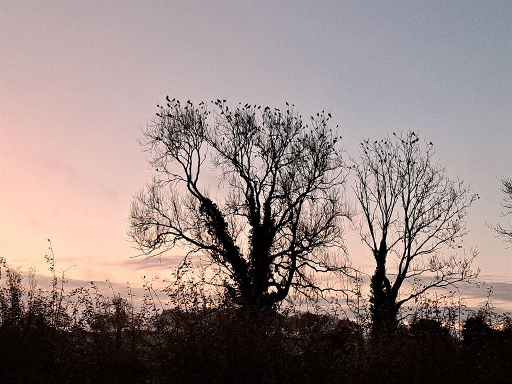 birds