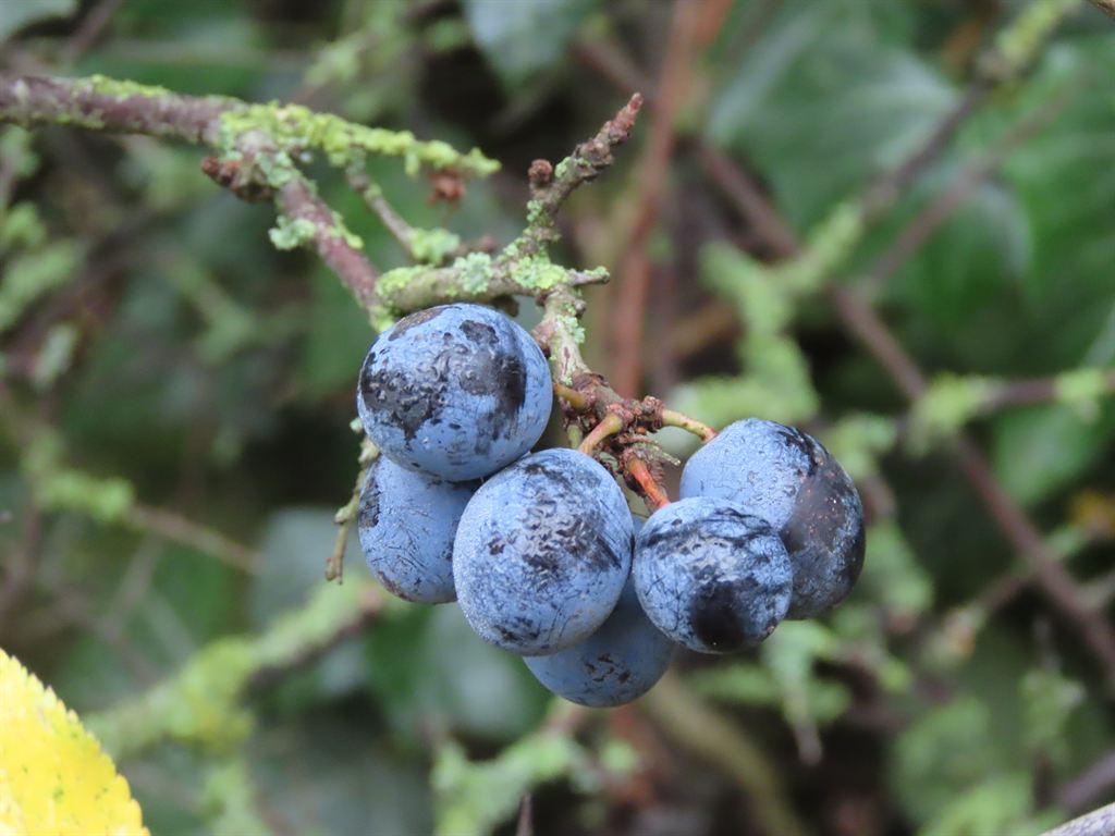 blueberries1