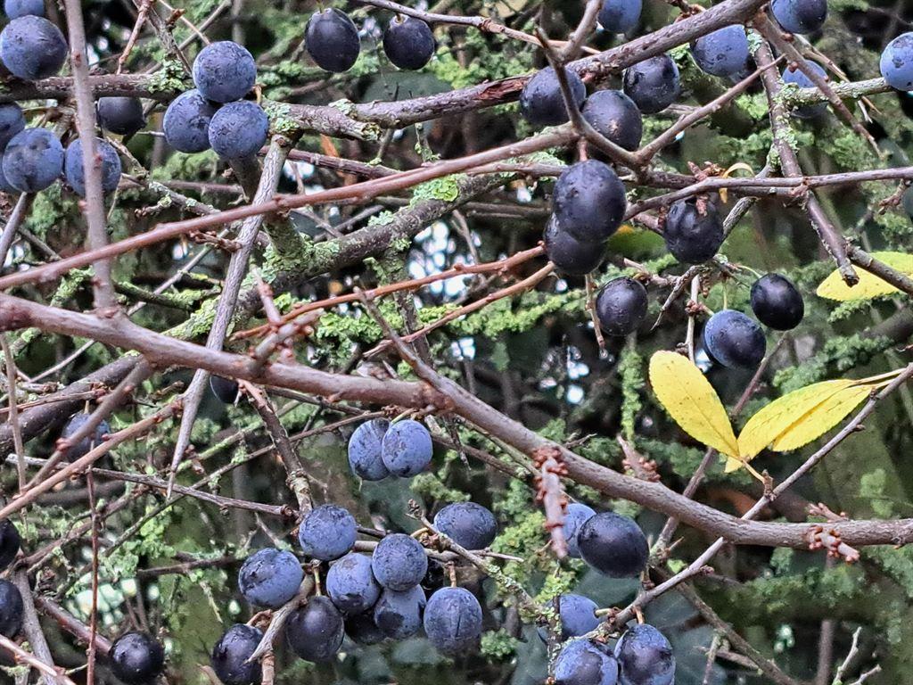 blueberries2