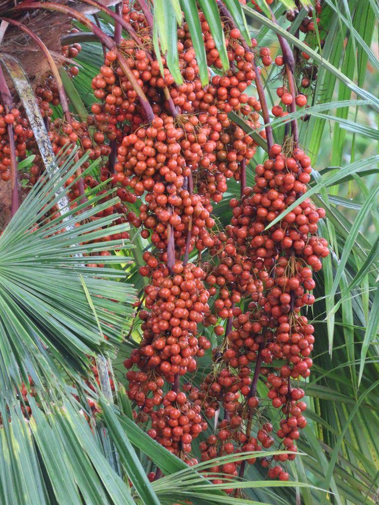 palm