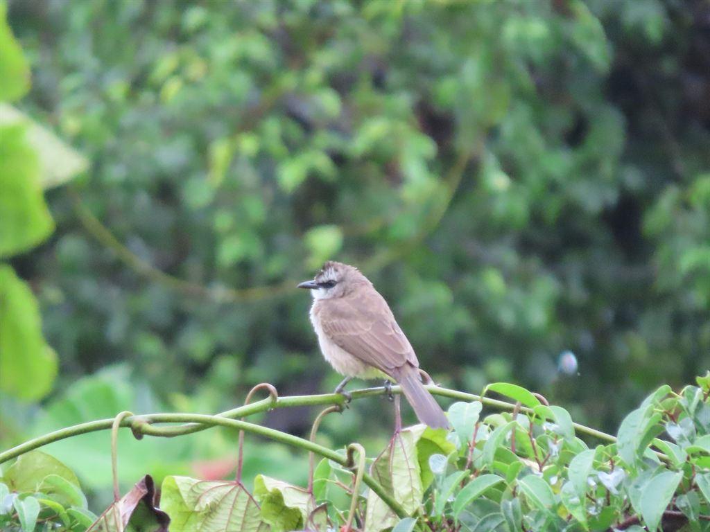 bulbul