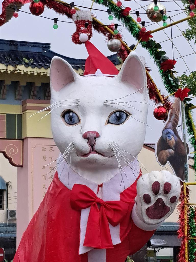 cat