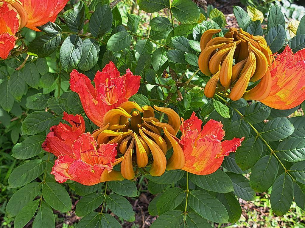 redflowers