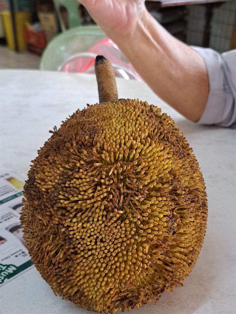 tarap1