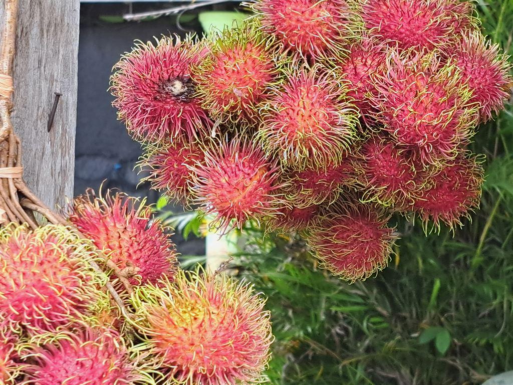 rambutan