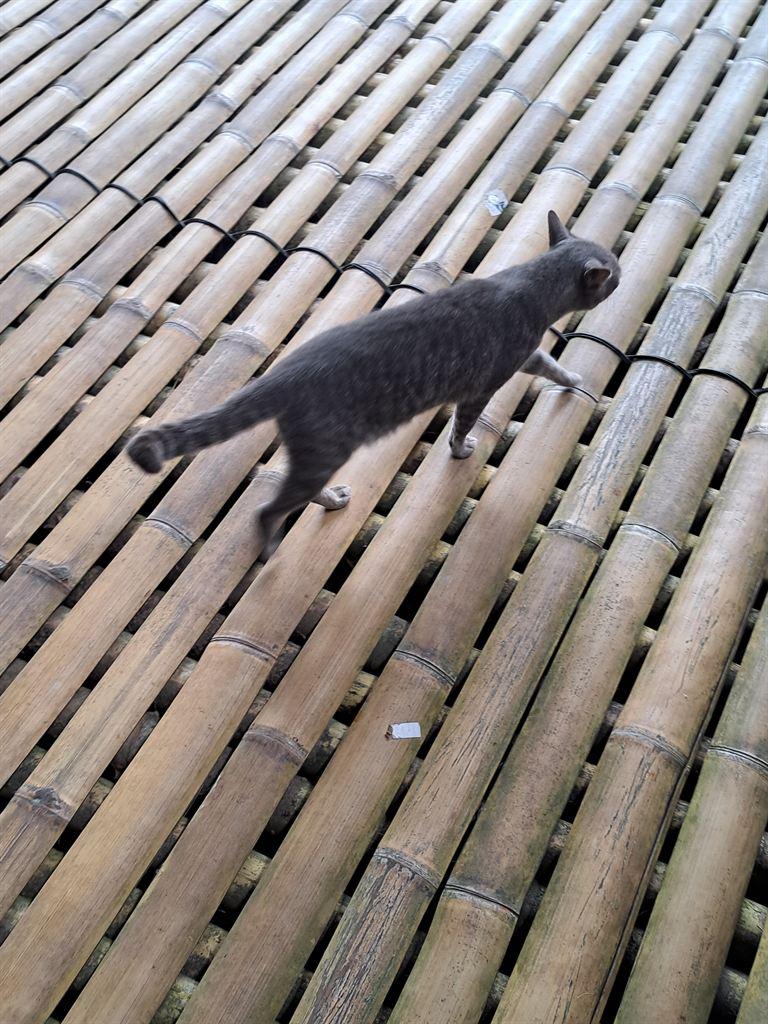 cat