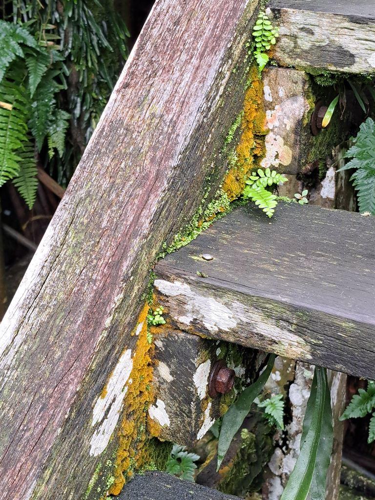 lichenladder