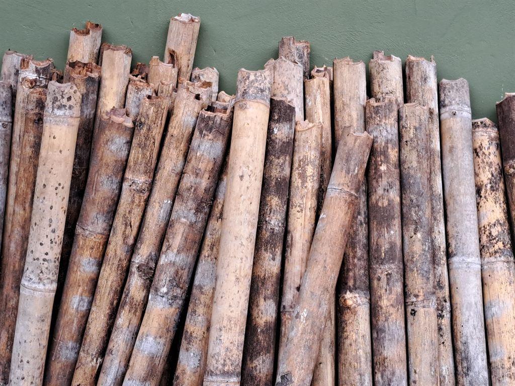 bamboo