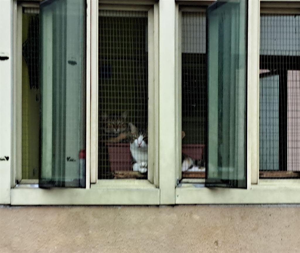 mallcats