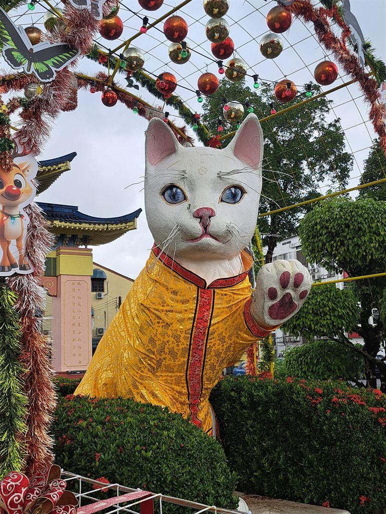 cat